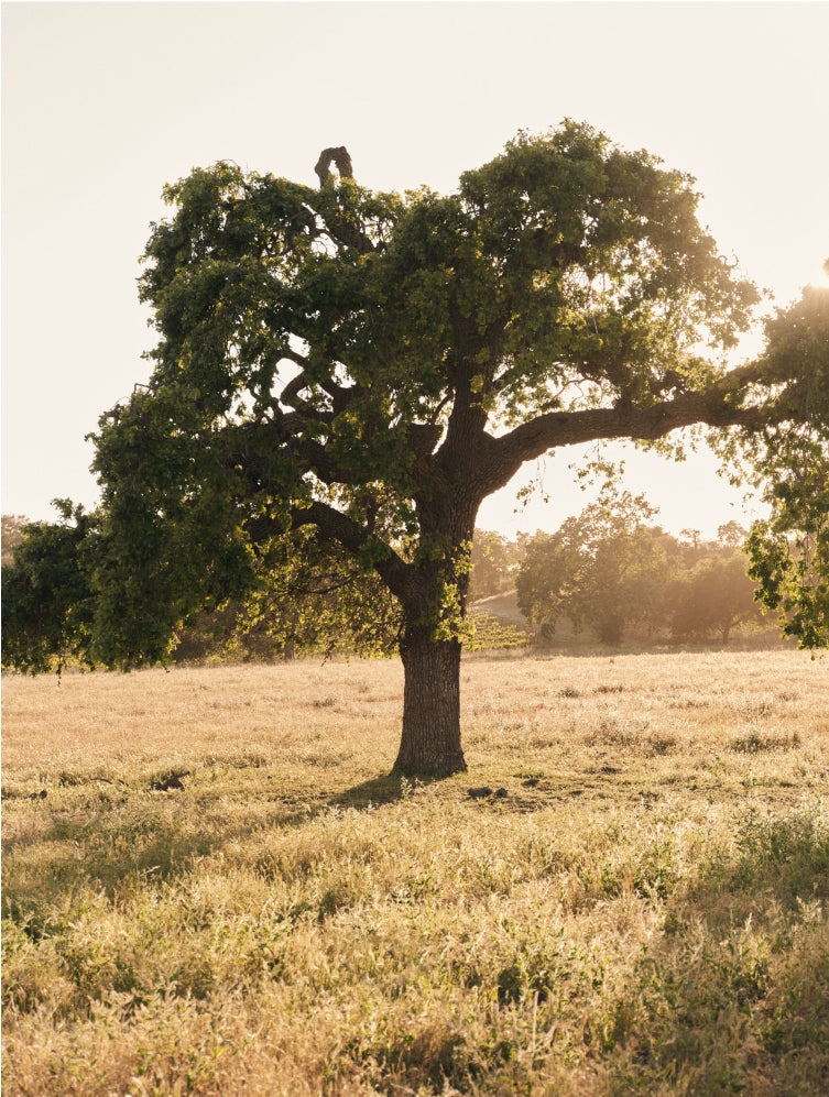Tree out in a field.