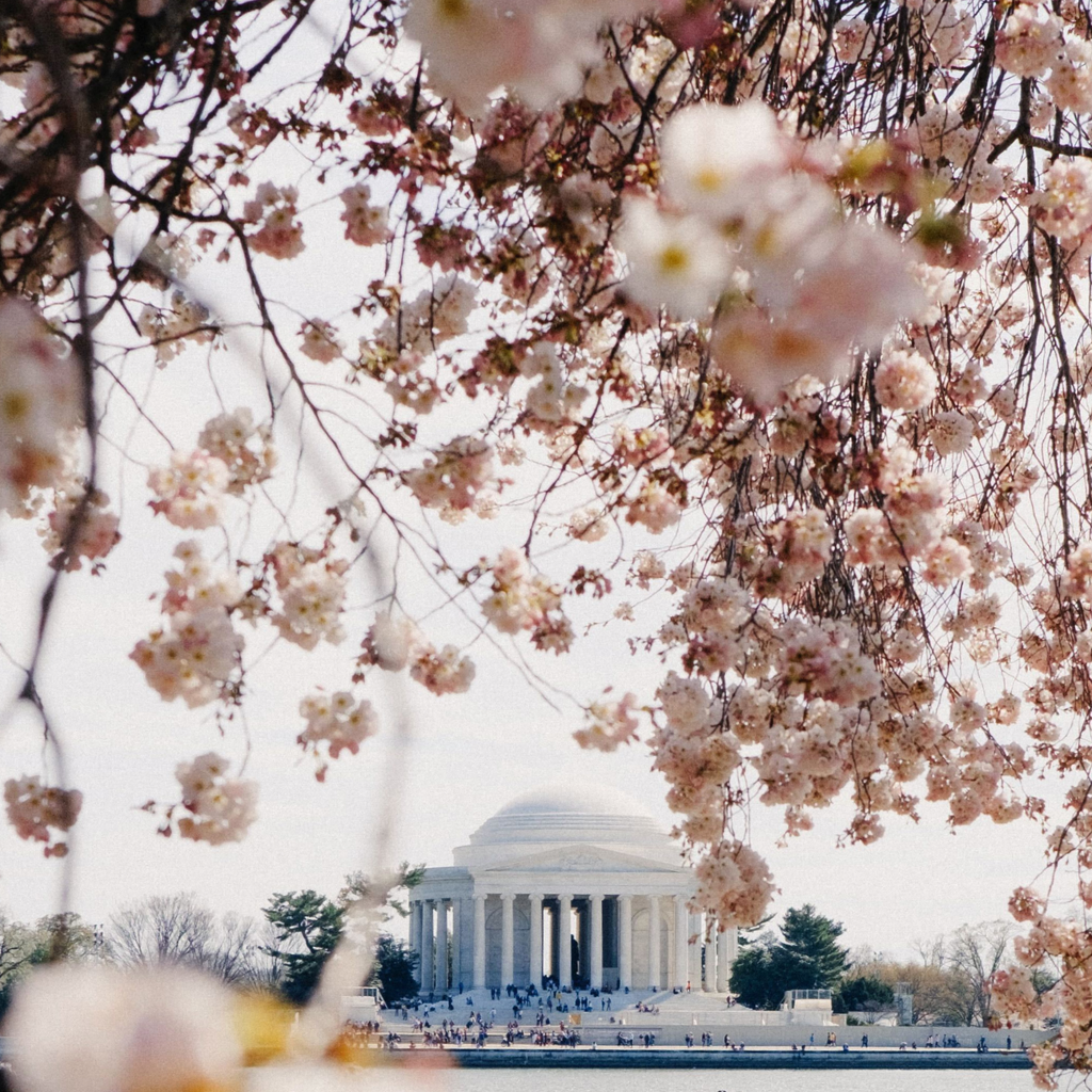 Pale pink cherry blossoms frame the classic Thomas Jefferson Memorial, capturing an effortless blend of nature and high-end architecture, creating a fun, serene atmosphere.