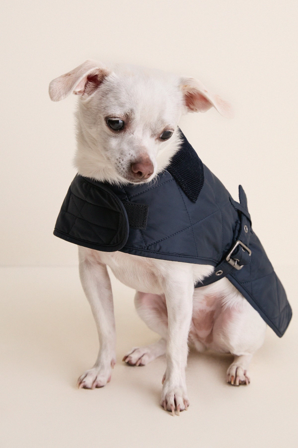 Navy Quilted Dog Coat