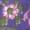 A close-up of pink flowers and green leaves with vibrant purple hues.