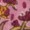 Close-up of a pink fabric with a delicate floral pattern in shades of red, yellow, and brown.
