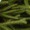 Close-up view of several sprigs of fresh rosemary with aromatic, green, needle-like leaves.