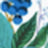 A blurry image showing blue berries and green leaves, with soft lighting enhancing the vibrant colors.