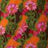 A close-up of a colorful fabric pattern featuring pink flowers with green stems and leaves on vibrant orange fabric.