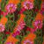 A close-up of a colorful fabric pattern featuring pink flowers with green stems and leaves on vibrant orange fabric.