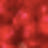 A blurry red background with various pink and red patches and indistinct shapes throughout the image.