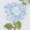 A drawing of a light blue hydrangea flower with green leaves, beautifully detailed and vibrant.