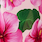 Close-up of several pink hibiscus flowers with green leaves arranged together, showcasing their vibrant blooms.