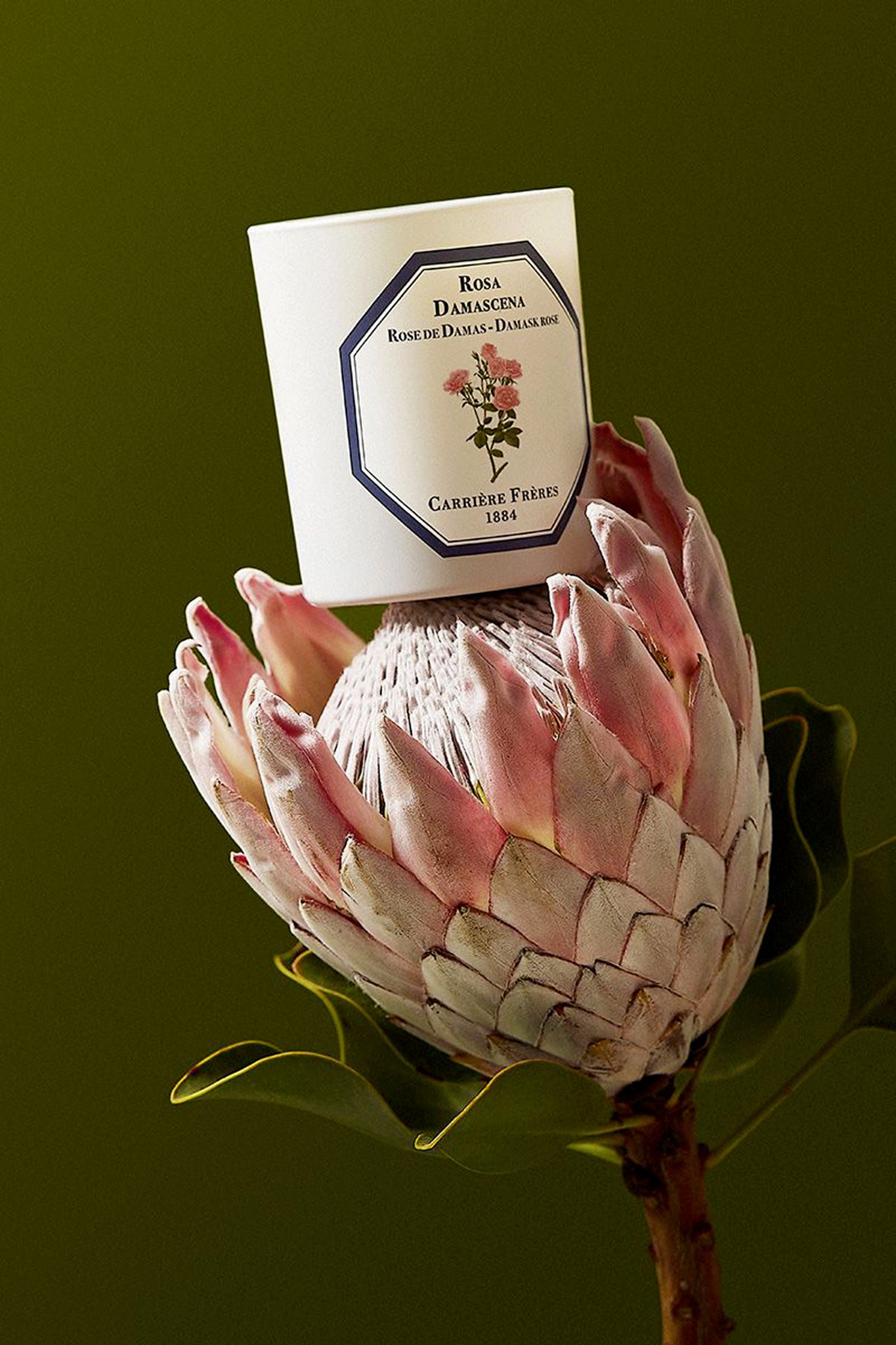 Damask Rose Candle elegantly rests on a pink protea, showcasing its classic, high-end design with effortless charm, offering a radiant, fun fragrance for luxurious, vegan-friendly living.