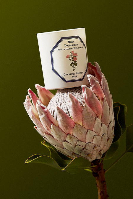 Damask Rose Candle elegantly rests on a pink protea, showcasing its classic, high-end design with effortless charm, offering a radiant, fun fragrance for luxurious, vegan-friendly living.