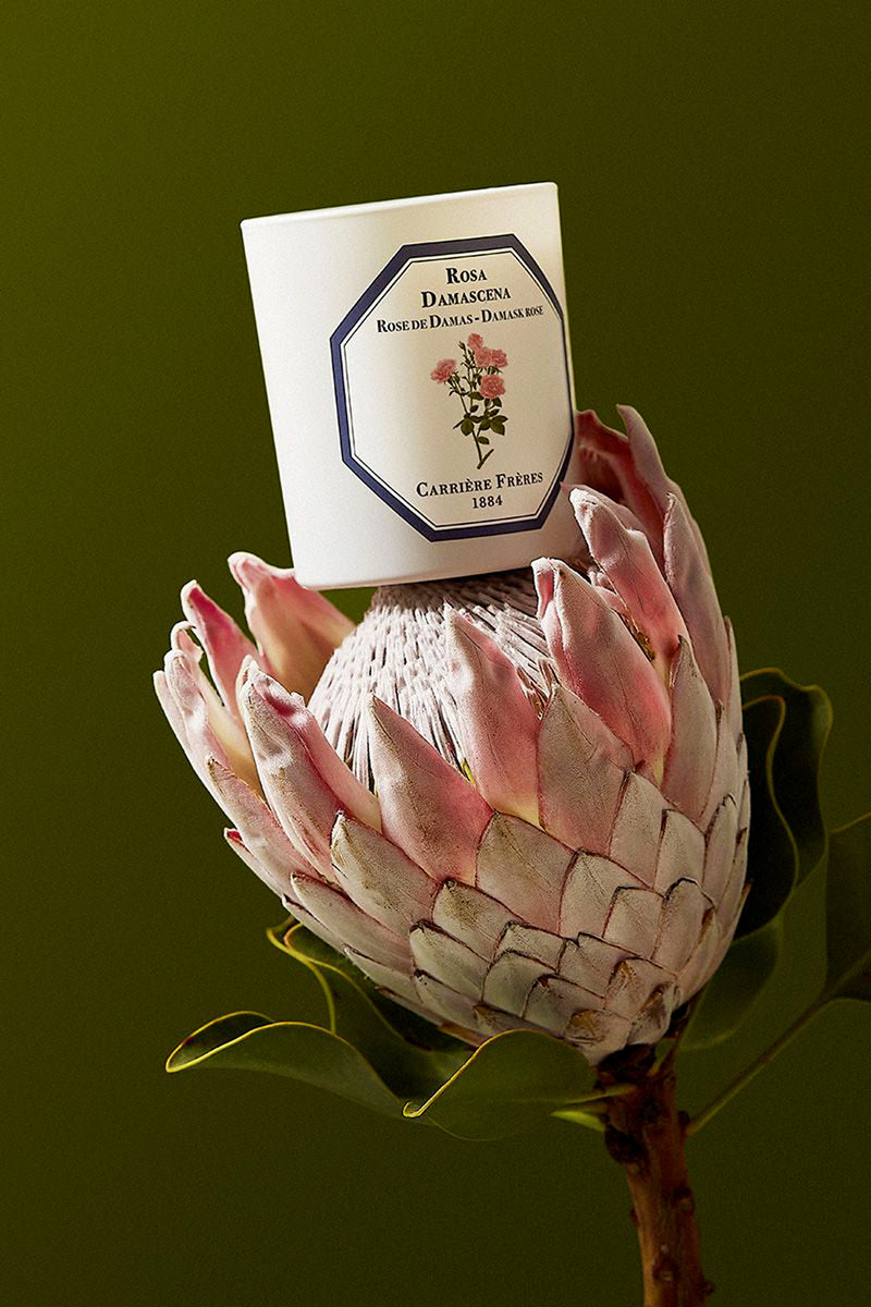 Damask Rose Candle elegantly rests on a pink protea, showcasing its classic, high-end design with effortless charm, offering a radiant, fun fragrance for luxurious, vegan-friendly living.
