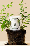 Spearmint Candle by Carrière Frères, elegantly lit amidst fresh spearmint and soil, offers a classic, high-end aromatic experience with an effortless, fun twist.