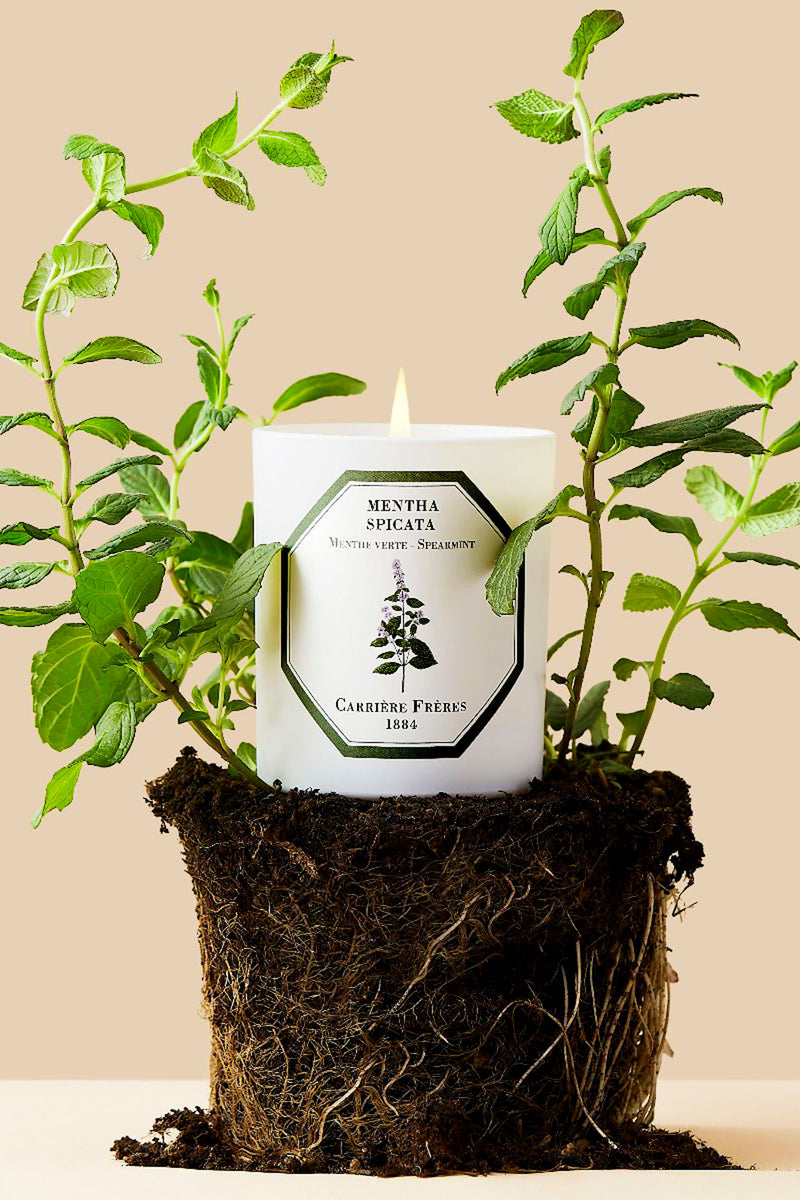 Spearmint Candle by Carrière Frères, elegantly lit amidst fresh spearmint and soil, offers a classic, high-end aromatic experience with an effortless, fun twist.