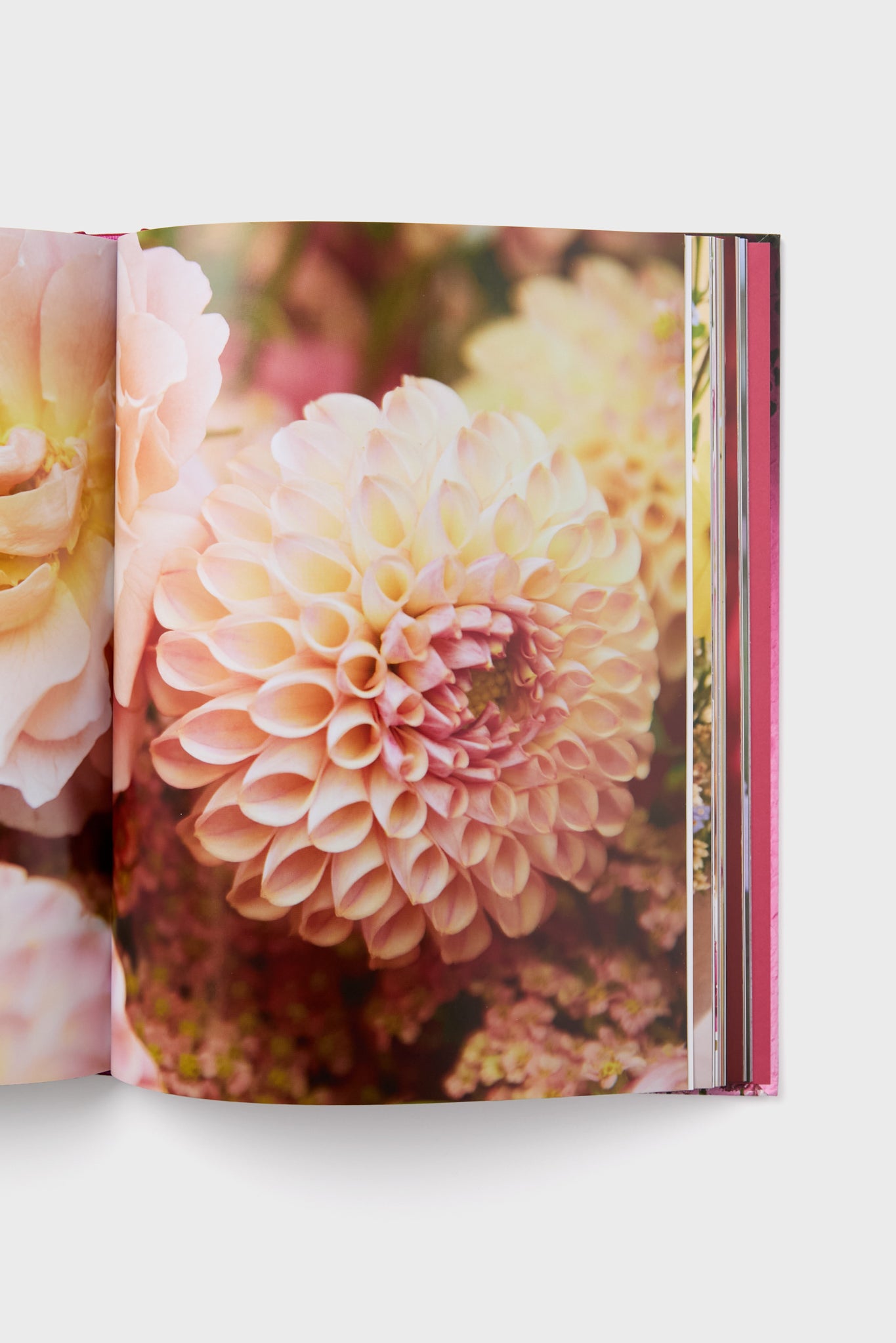 An open book from Harper Group shows a close-up photo of a pale pink dahlia among soft-colored florals—perfect inspiration for any floral designer.