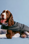 A brown and white dog wearing a Barbour jacket lies on a light blue surface, looking up with its tongue out.