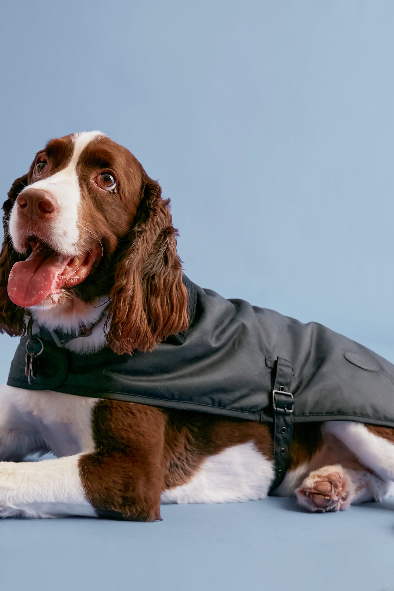 A brown and white dog wearing a Barbour jacket lies on a light blue surface, looking up with its tongue out.