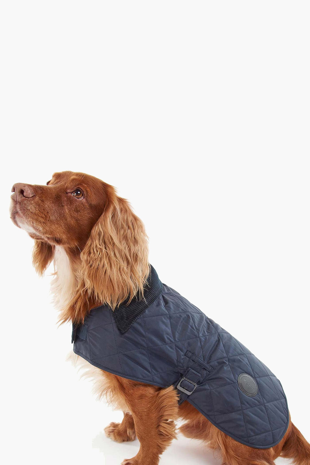 A brown dog with long ears sits calmly, wearing a quilted navy blue dog jacket from Barbour.