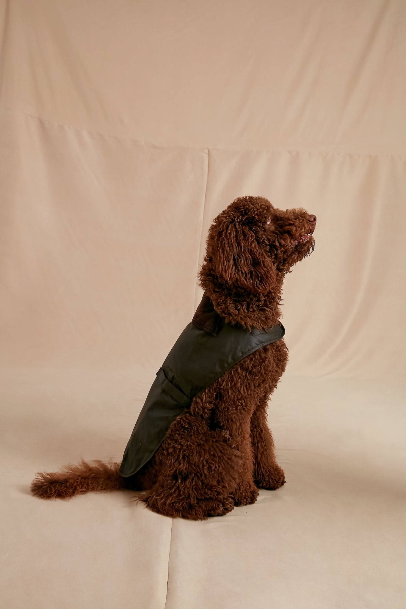 Olive Wax Dog Coat Barbour