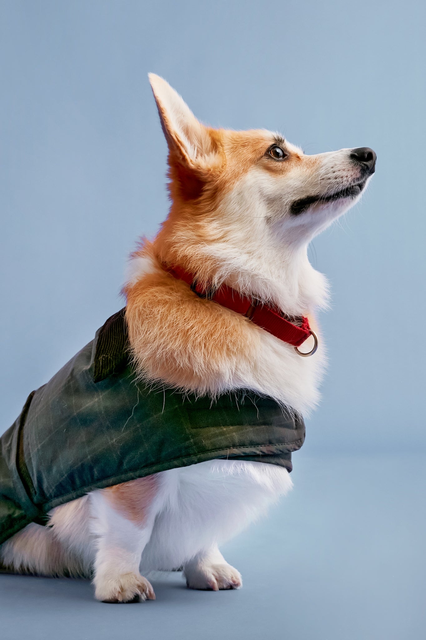 Tartan Wax Dog Coat | Barbour